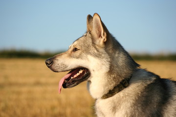Saarloos Wolfhound 40