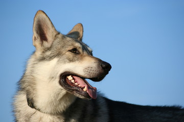 Saarloos Wolfhound 39