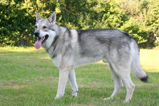 Saarloos Wolfhound 21