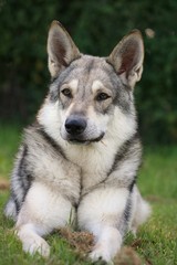 Saarloos Wolfhound 34