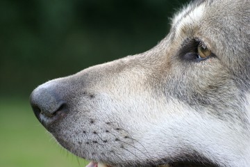 Saarloos Wolfhound 27