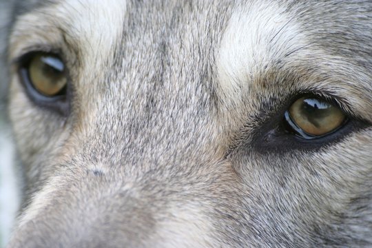 Saarloos Wolfhound 18