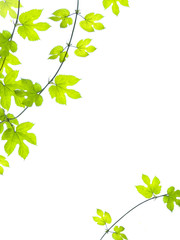 Green leaves background