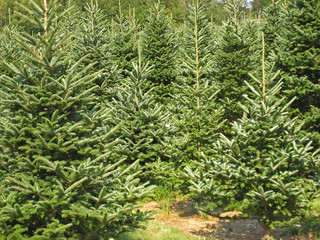 A Christmas tree farm in the summertime.
