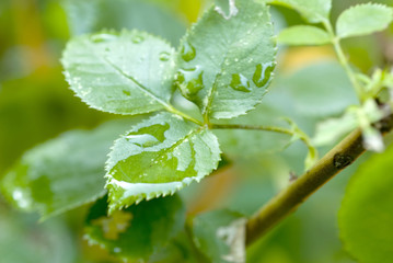 Three green leaves covered in dew.