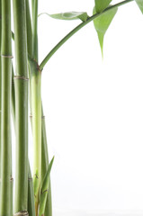 Fototapeta na wymiar view of vibrant green bamboo plant over white