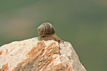 Snail on a top of the rock