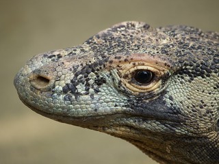 Komodo Dragon Feeding - Komodowaran
