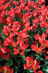 Tulips in Keukenhof flower garden in Lisse, Netherlands