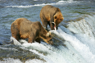 Grizzly bears fishing for salmon, Katmai NP, Alaska