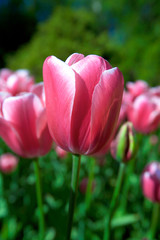 Tulips in Keukenhof flower garden in Lisse, Netherlands