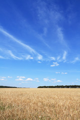 Field of barley - landscape