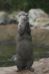 Clapping otter?