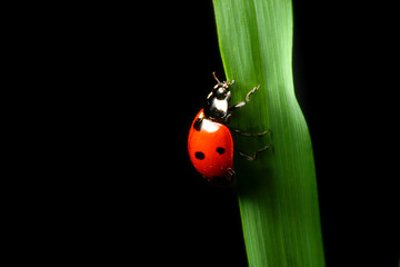 ladybug on grass black background © yellowj