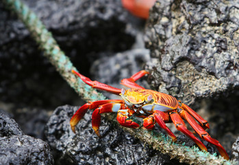 Sally Lightfoot Crab Eating