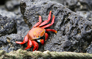 Sally Lightfoot Crab