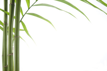Fototapeta na wymiar close up view of vibrant green bamboo over white