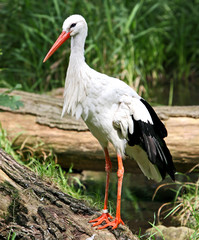 Storch in der Wildnis