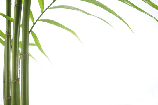 close up view of vibrant green bamboo over white