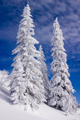 Snowy landscape on Jahorina mountain near Sarajevo