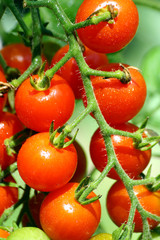 tomates cerises