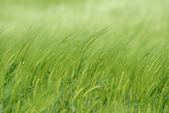 Green wheat in field