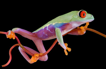 A baby red-eyed tree frog is clinging to a narrow vine.
