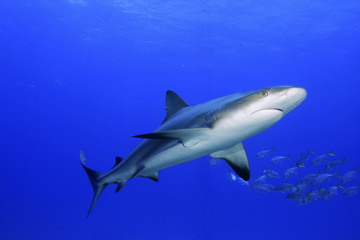 Caribbean Reef Shark