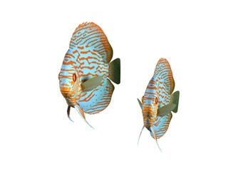 poisson Turquoise