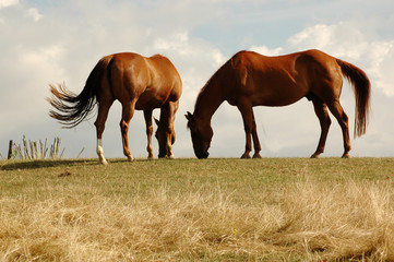 Fototapeta na wymiar Dwa konie jedzą trawę na pastwisku.