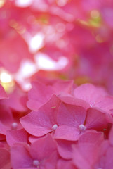 hortensia rose en Bretagne