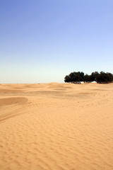 Fototapeta na wymiar oaza na pustyni