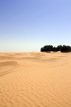 oasis dans le désert
