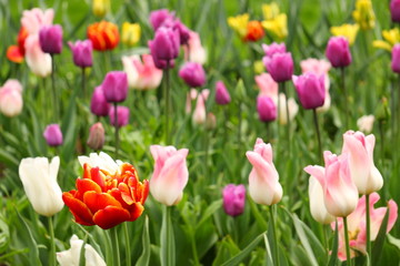Colorful tulips, selective focus on red one