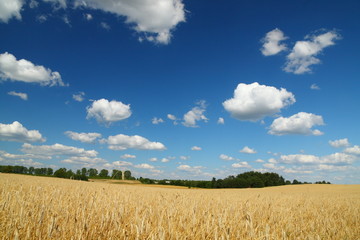 Fototapeta premium Golden wheat field, beautiful blue sky and some clouds