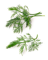 Dill stems isolated on white background