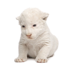 White Lion Cub (1 week) in front of a white background