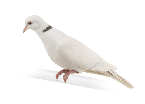 Ringneck Dove in front of a white background