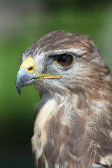 closeup of a bird of prey, shallow DOF