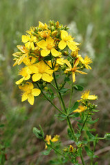 Saint-john's-wort (Hypericum perforatum)