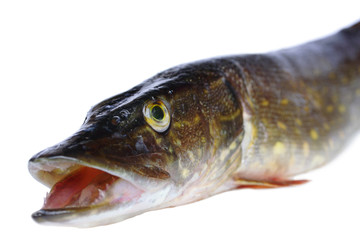Raw pike head isolated on white background