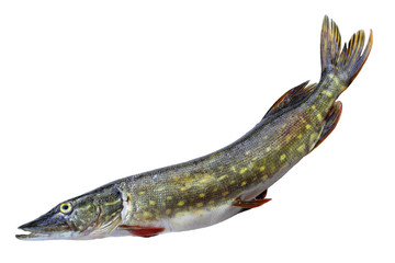 Raw pike isolated on white background