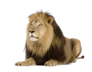 Papier Peint photo Lavable Lion Lion (4 ans et demi)
