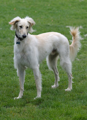 Saluki, one of the oldest breeds of domesticated dog.