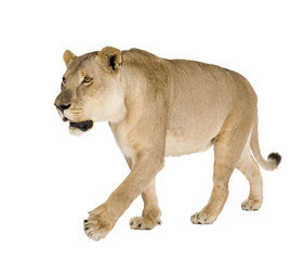 Fototapeta na wymiar Lioness (8 years) - Panthera leo in front of a white background