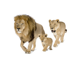 Lion's family in front of a white background