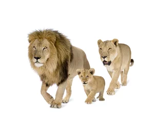Poster Lion La famille du lion devant un fond blanc
