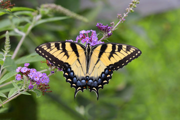 Obraz premium Tiger Swallowtail Butterfly (papilio glaucas)
