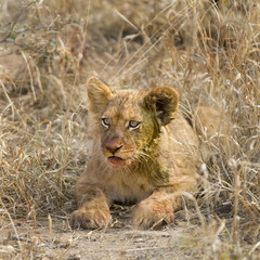 Lion cub in the wild just after the meal