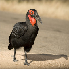 southern ground horbill